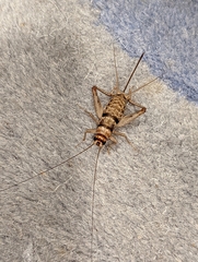 Gryllodes sigillatus