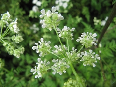 Chaerophyllum