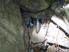 Graphium sarpedon connectens