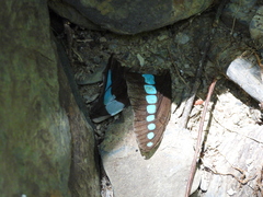 Graphium sarpedon connectens