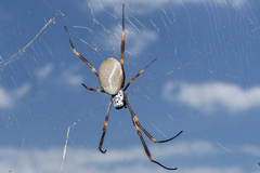 Trichonephila plumipes