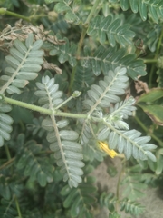 Tribulus taiwanense