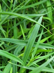 Dianthus palinensis