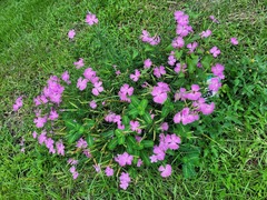 Dianthus palinensis