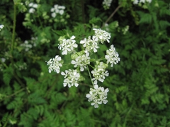 Chaerophyllum