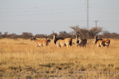 Tragelaphus oryx oryx