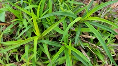 Dianthus palinensis