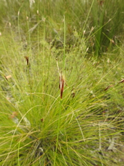 Ptilothrix deusta