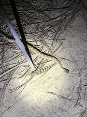 Crotalus oreganus helleri