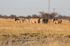 Tragelaphus oryx oryx