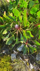 Protea cynaroides