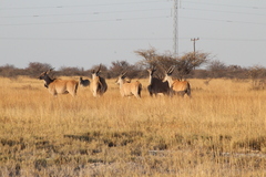 Tragelaphus oryx oryx