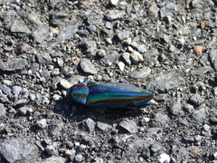 Chrysochroa fulgidissima