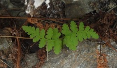 Cystopteris fragilis