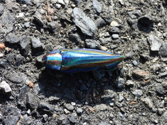 Chrysochroa fulgidissima