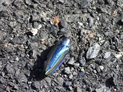 Chrysochroa fulgidissima