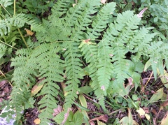 Pteridium pinetorum