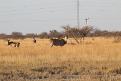 Tragelaphus oryx oryx