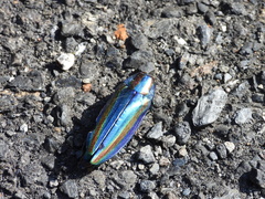 Chrysochroa fulgidissima