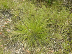 Ptilothrix deusta