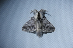 Tolype distincta
