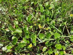 Halerpestes sarmentosa