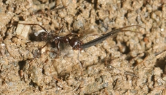 Messor himalayanus