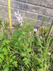 Corydalis edulis