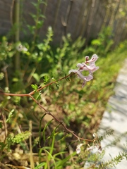 Corydalis edulis
