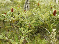Banksia robur