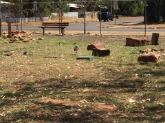 Threskiornis spinicollis