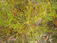 Ptilothrix deusta