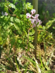 Corydalis edulis