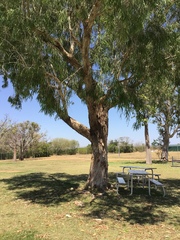 Melaleuca leucadendra