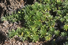 Heliotropium anomalum