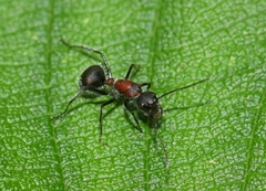 Camponotus mutilarius
