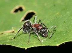 Camponotus mutilarius
