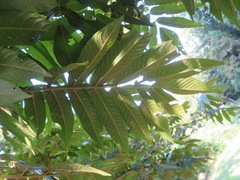 Pterocarya rhoifolia