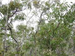 Eucalyptus bancroftii