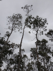 Melaleuca viridiflora