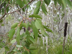 Ptilothrix deusta