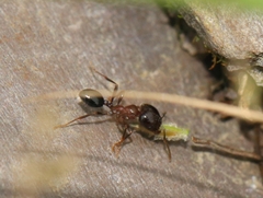 Trichomyrmex glaber