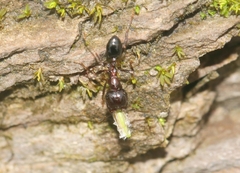 Trichomyrmex glaber