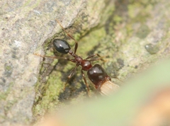 Trichomyrmex glaber