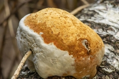 Fomes fomentarius