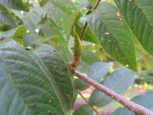 Pterocarya rhoifolia, photograph 6