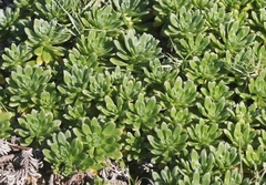 Heliotropium anomalum