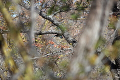 Phoeniculus purpureus