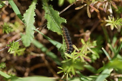 Melitaea phoebe
