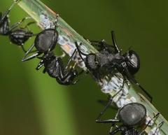 Polyrhachis